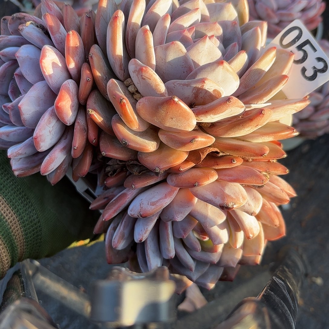 053三头包邮包邮包邮