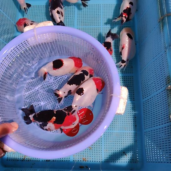 和***寂金鱼134  046兰寿四条特价顺丰包邮