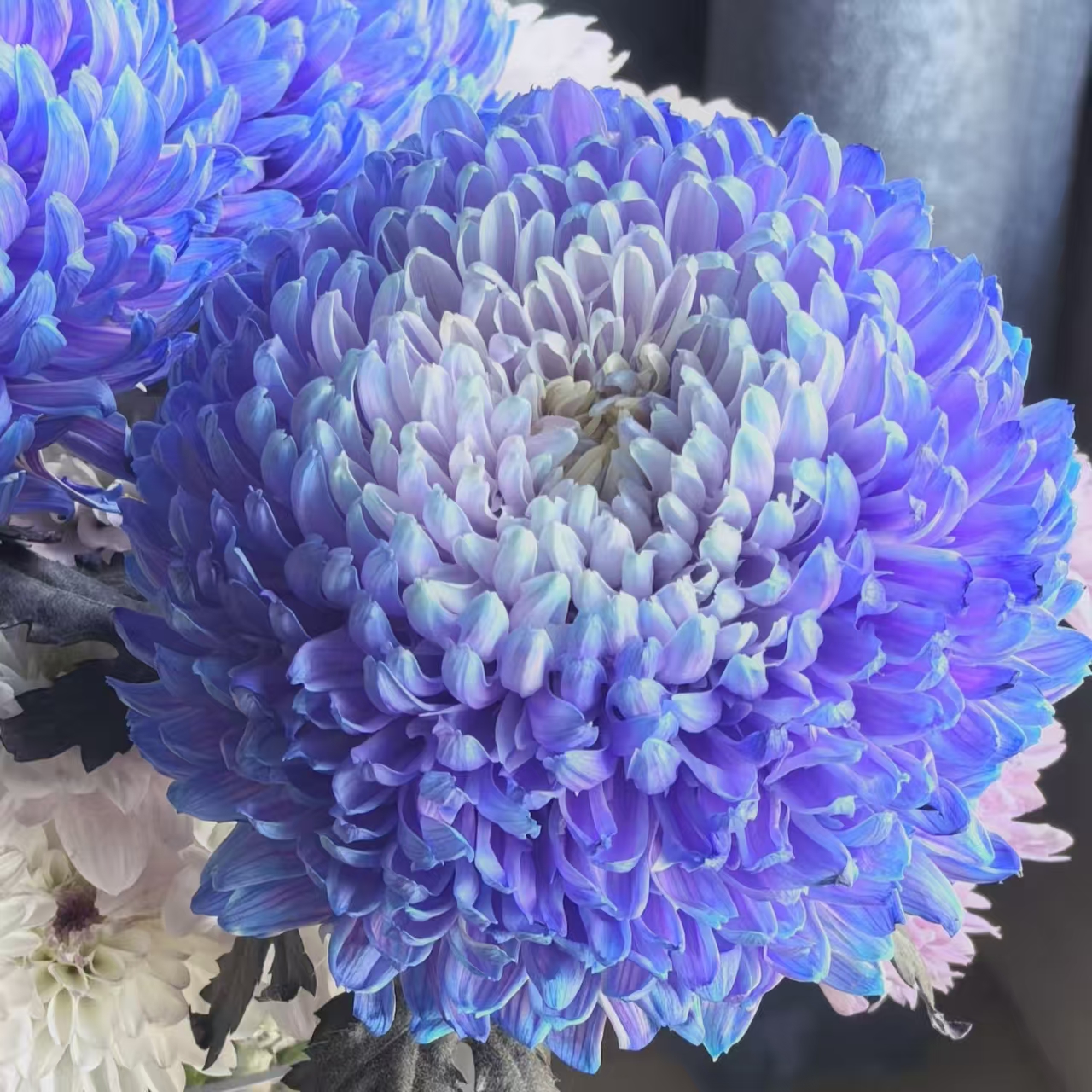 【黄梦宇】梦幻浅紫色牡丹菊雏菊全场鲜花任意满两单及以上送货上门