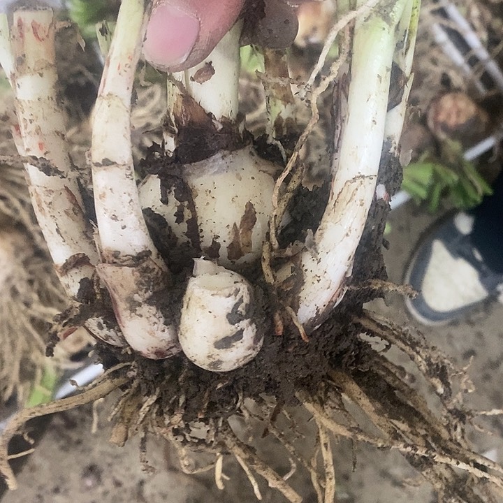 玛丽琳朱顶红5以上带侧