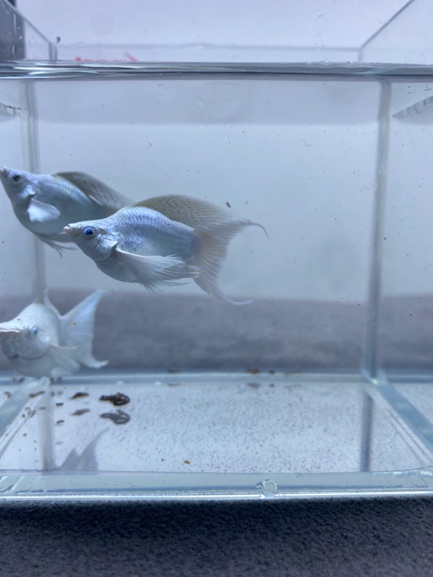 瓷白钻石眼睛燕尾玛丽球孔雀鱼（入缸不包损）