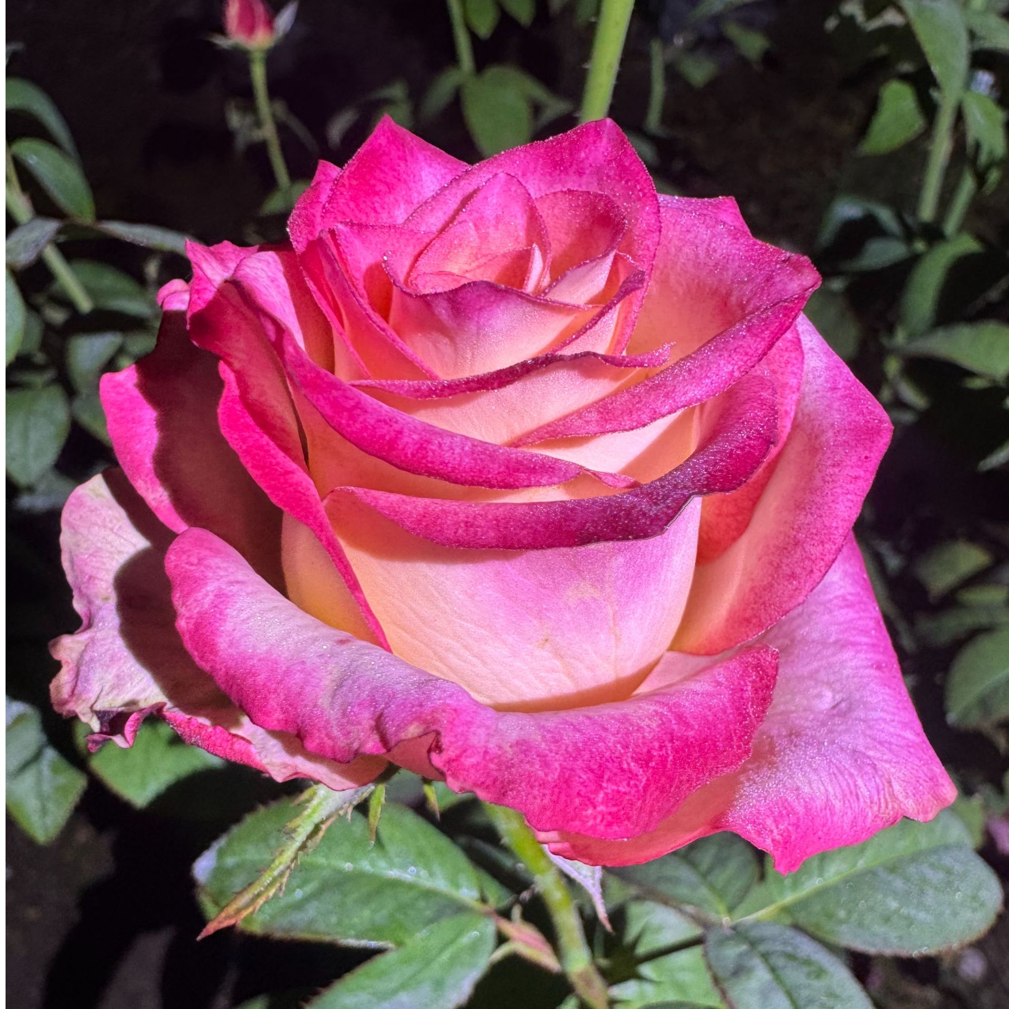 予ta 双12大漏 1.5加新品 个位数一颗 