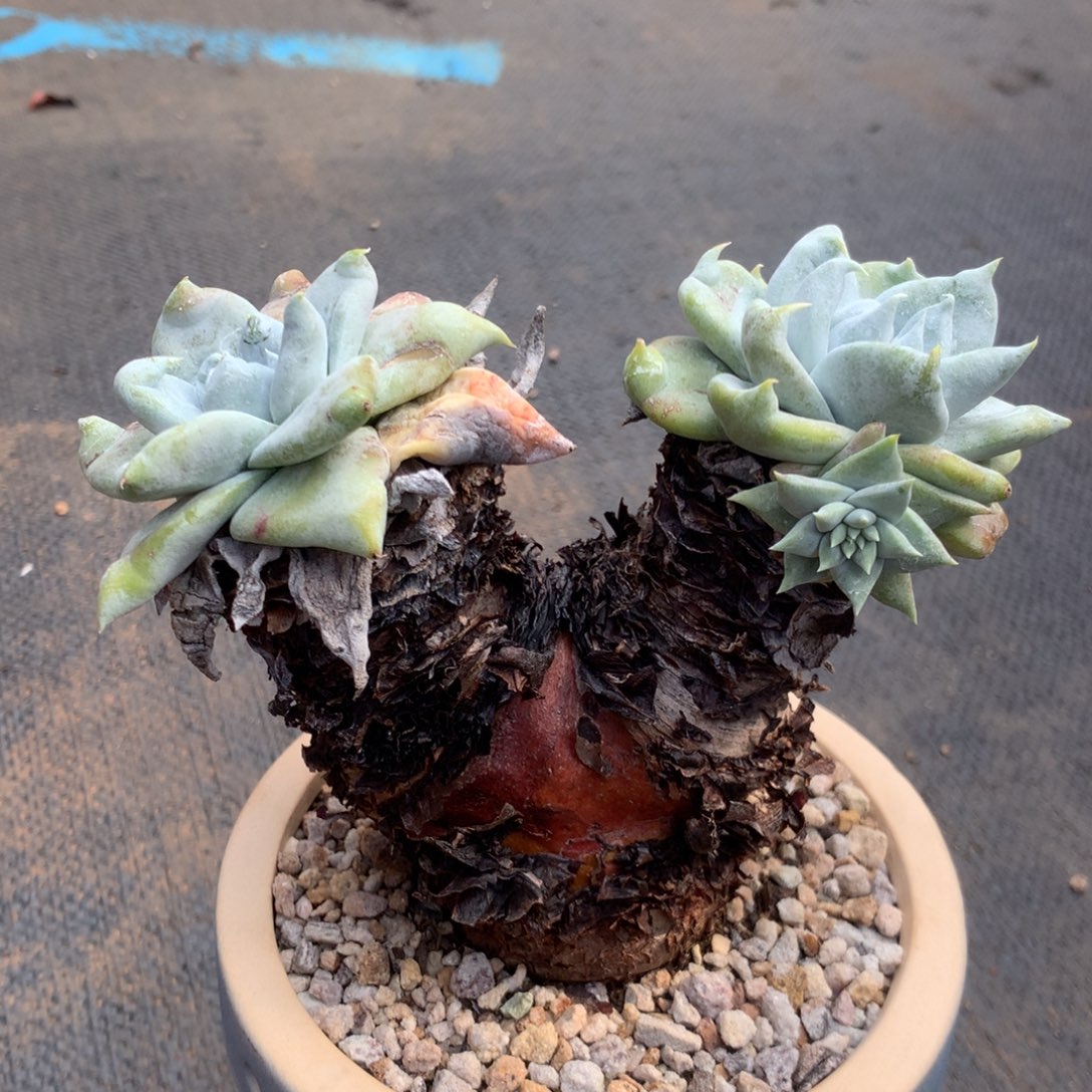 甜****y个体，2月8日发货