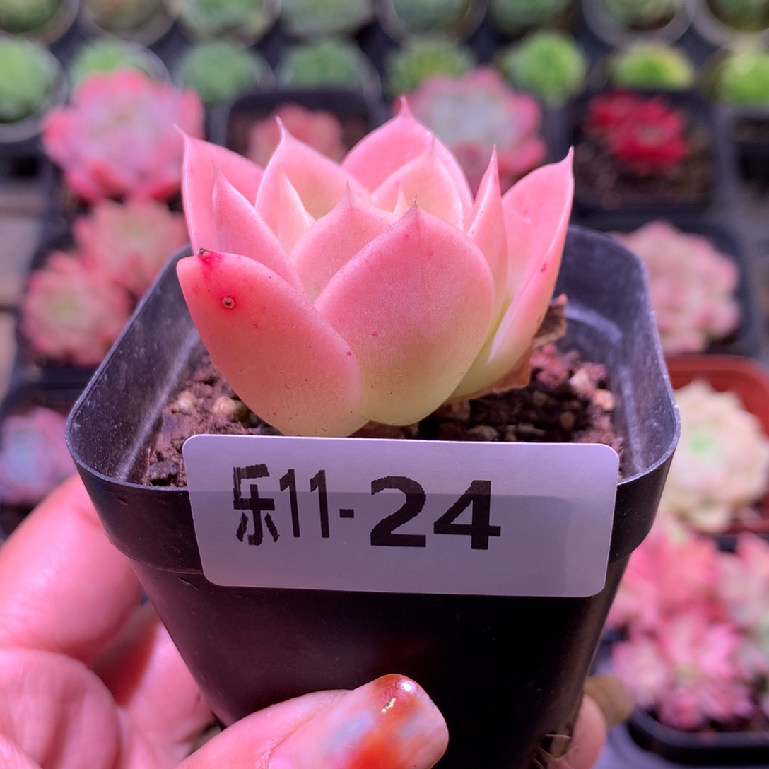 乐然11-24 柠檬酸橙 