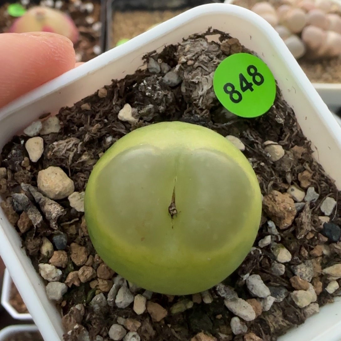 拉登2.4有疤多肉848