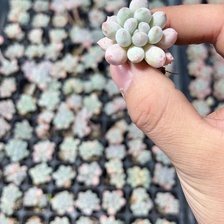 明珠 满10颗包邮  