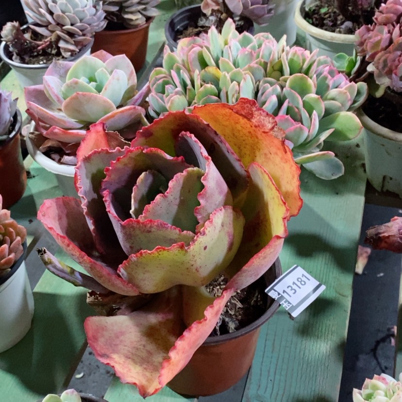 【闪购商品】蓝色妖姬13181