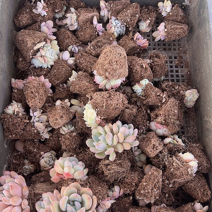 直播福利一物一拍296