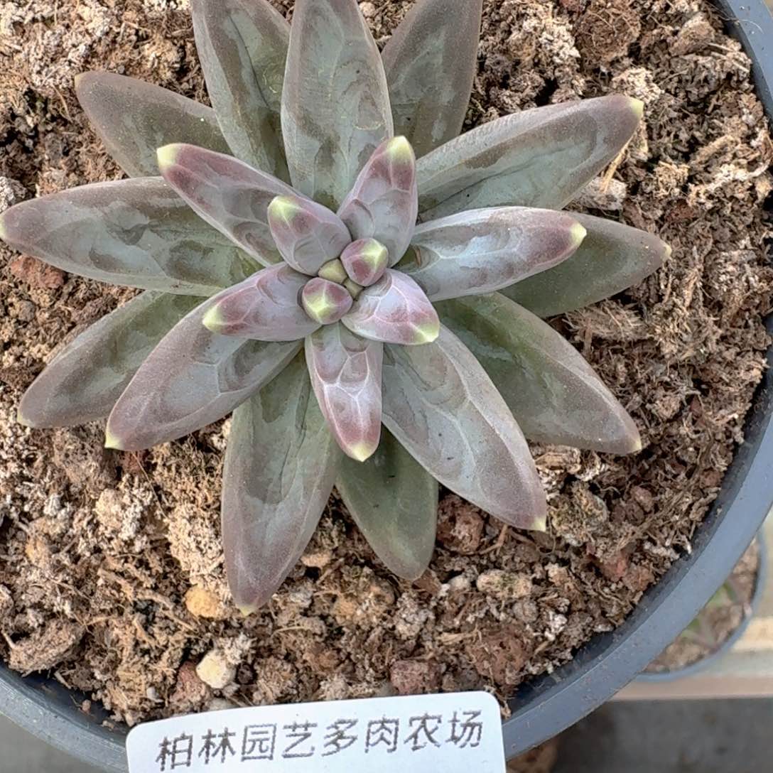 086 美人杂交一物一拍