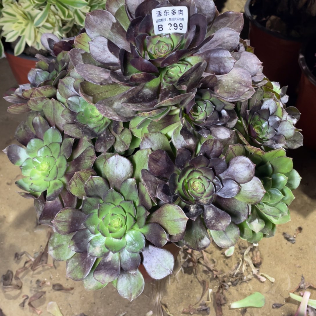 299黑魔多肉法师断枝不包