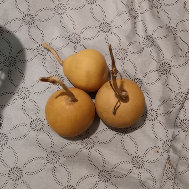 一***橙自然葫芦专拍链接