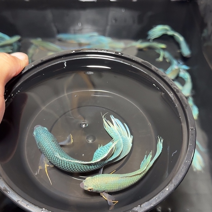 斗鱼直播间对图无纹蓝9