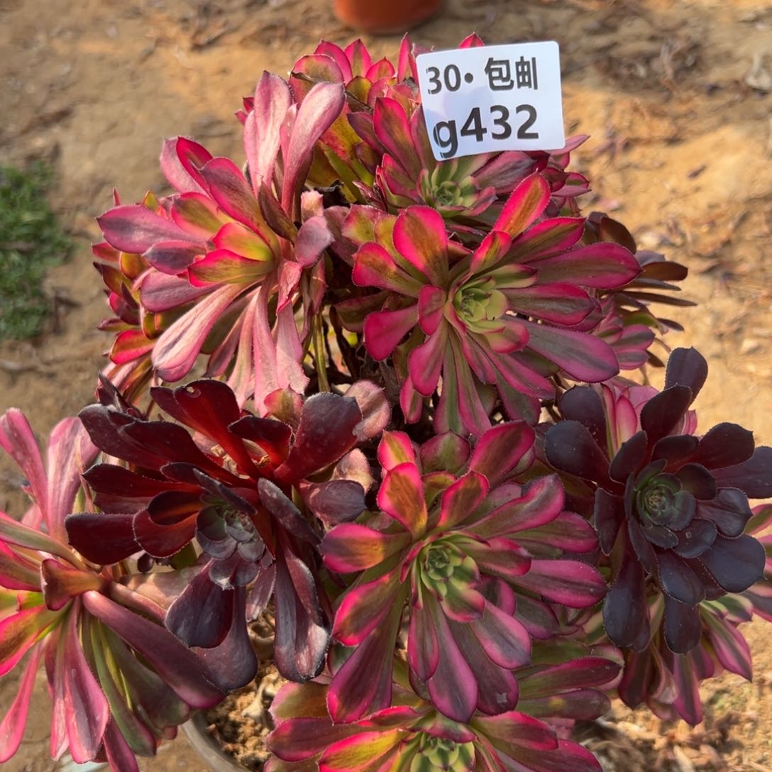 432月蝉多肉法师