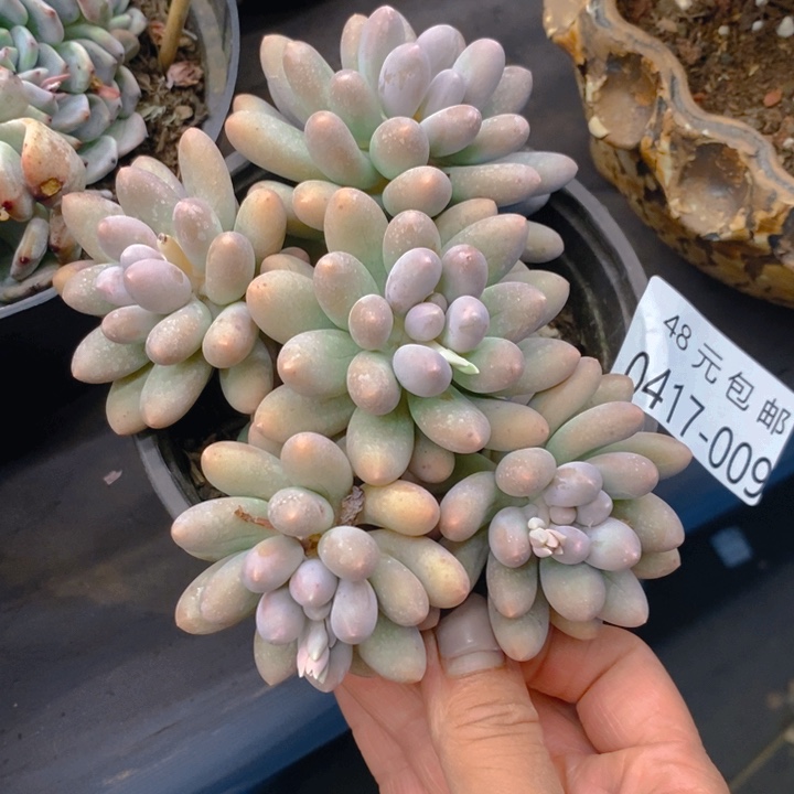 夏悦多肉0417-9汤圆