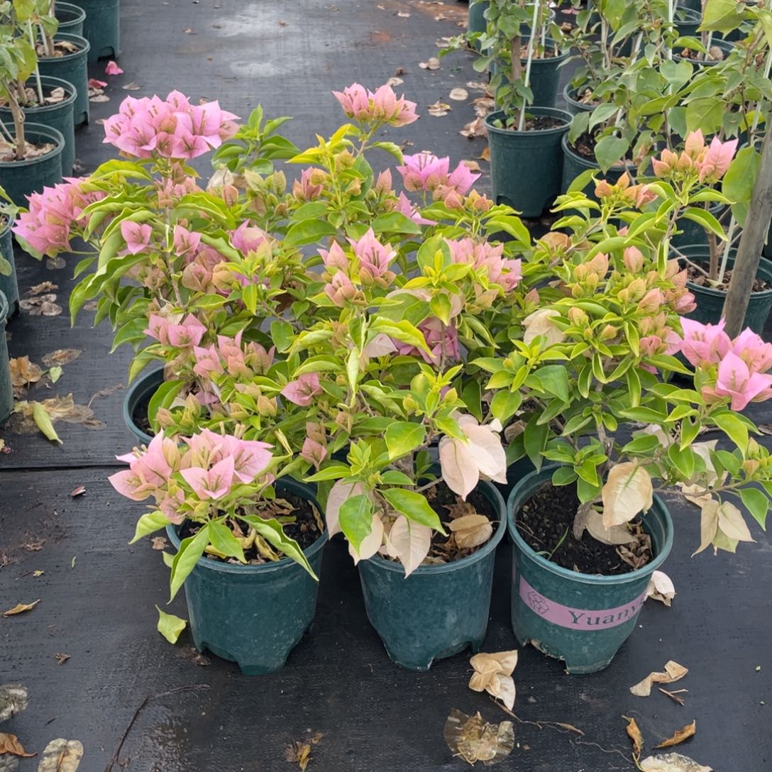 全部花朵粉天使一盆量拍