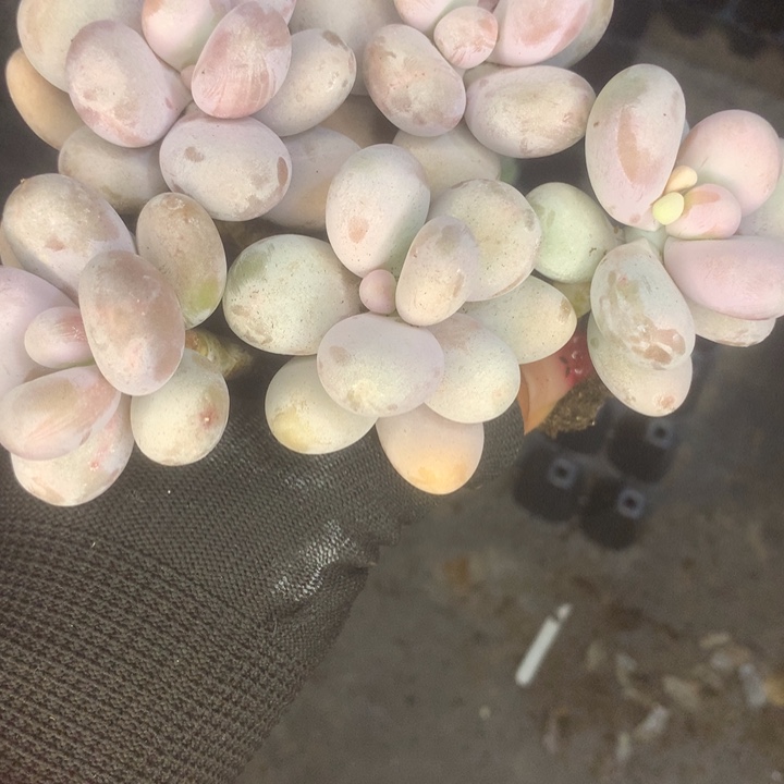 韩版芭比5颗。包邮