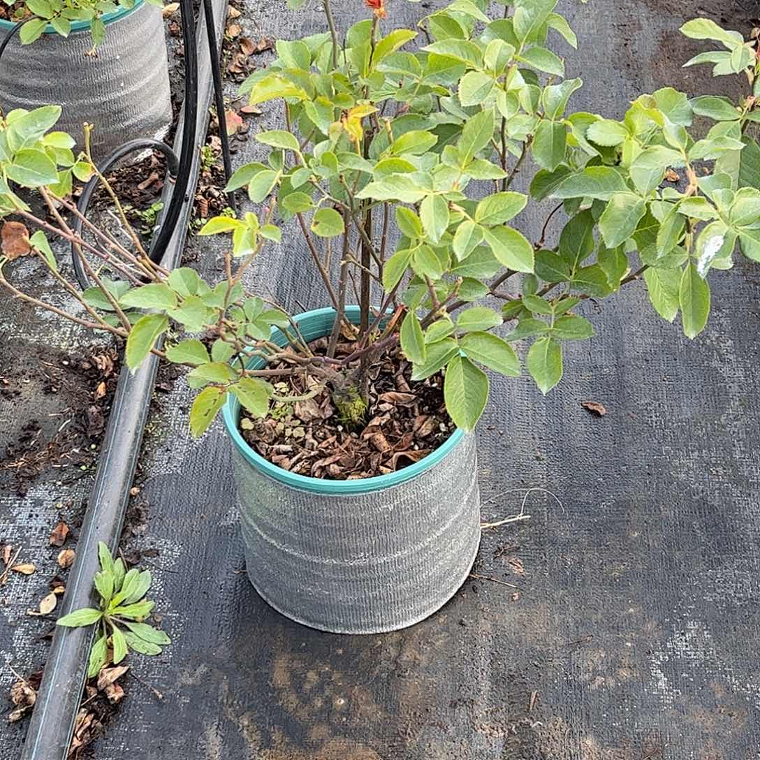 无花朵广藿香，1.8加仑土球修剪发货