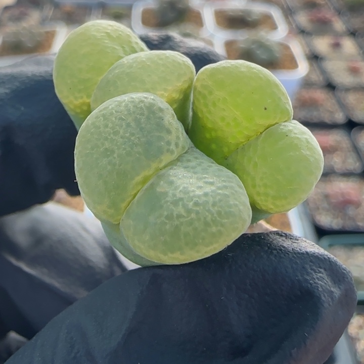 多肉植物绿体大型翻窗6号