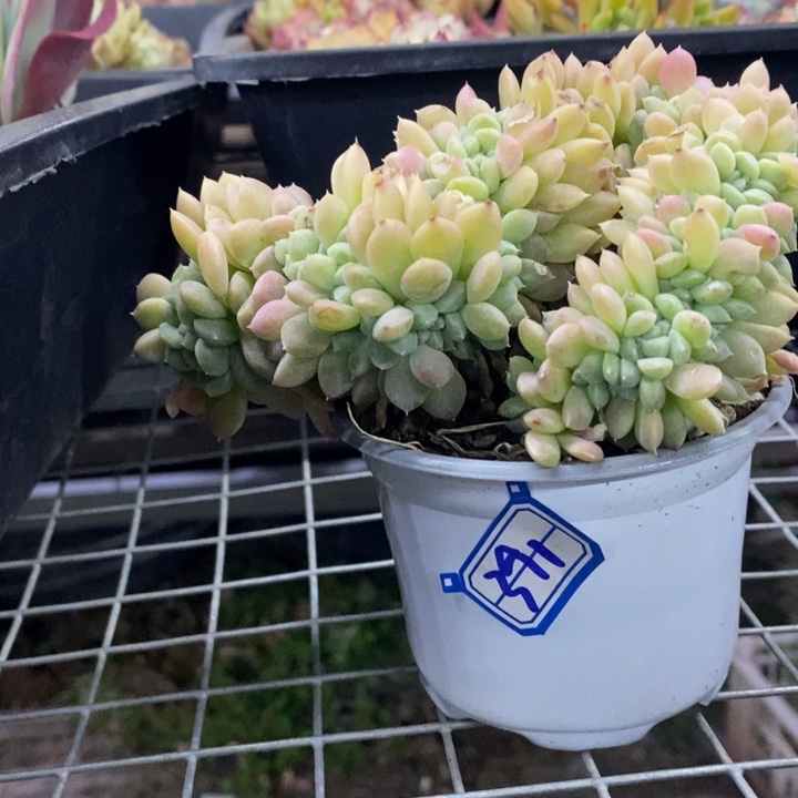 可*一物一拍奶油美人缀391