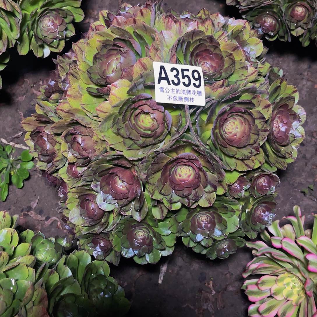 法师法师14/-23包邮法师