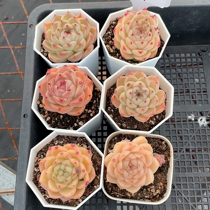 薇薇安园艺多肉051