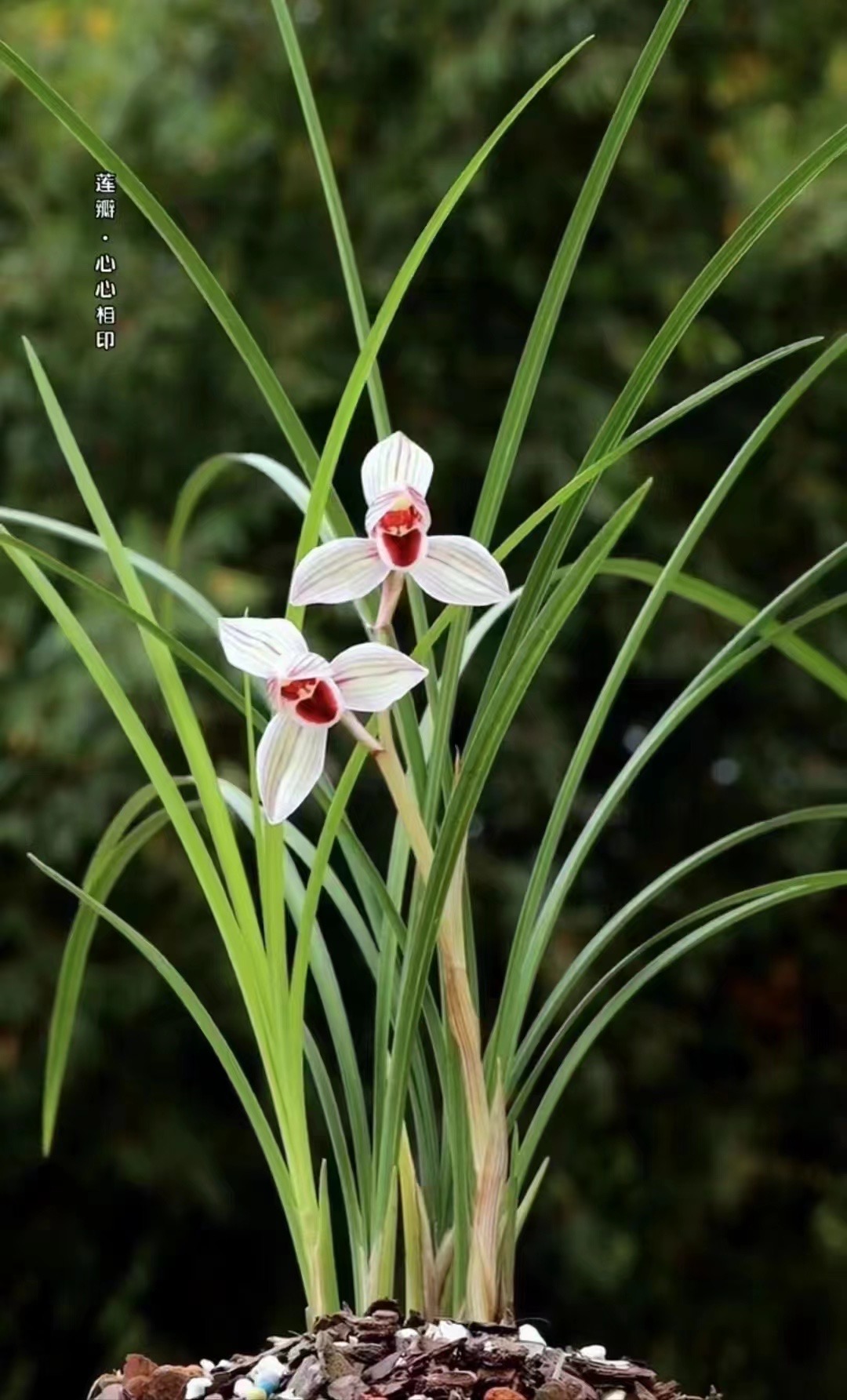 【莲瓣兰心心相印+白雪公主】包三月售后 终身对版