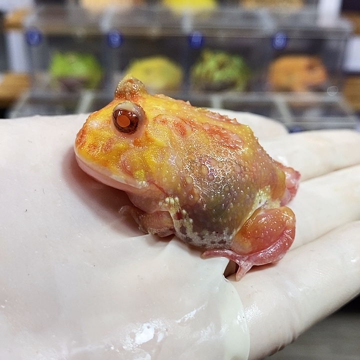 角蛙891号红魔变异角蛙