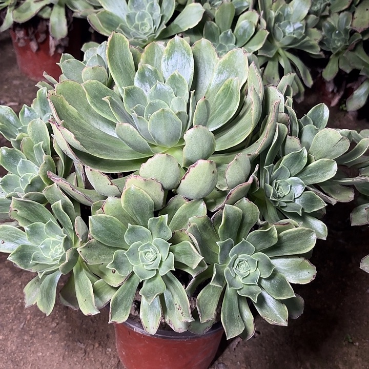 多肉植物玉龙观音锦39