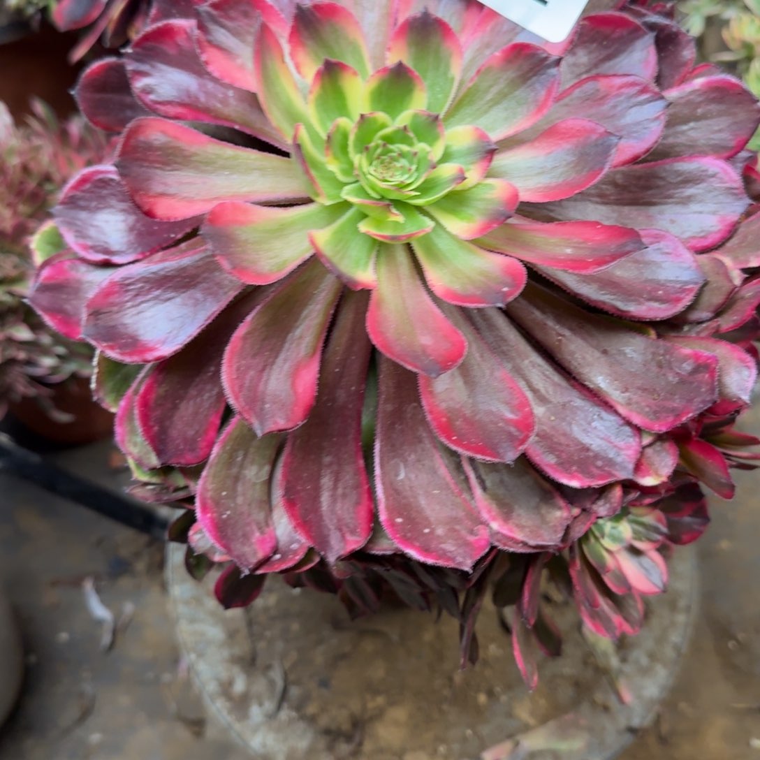 552黑金刚法师多肉