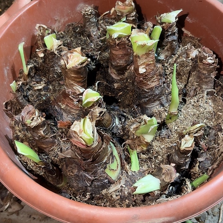 无花朵朱顶红阿弗雷一坨