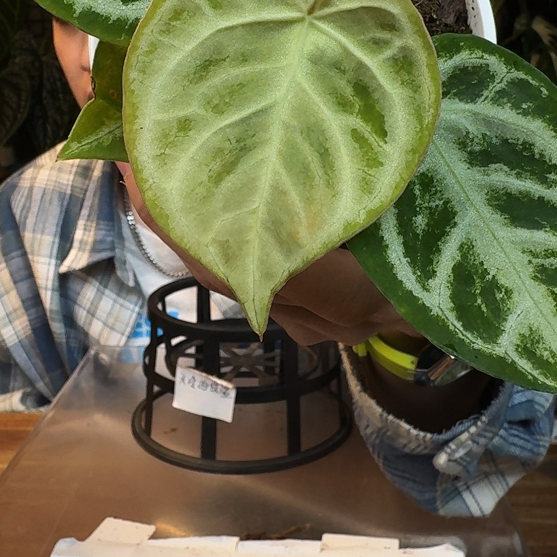 完全开放L57铜锣烧杂白月光