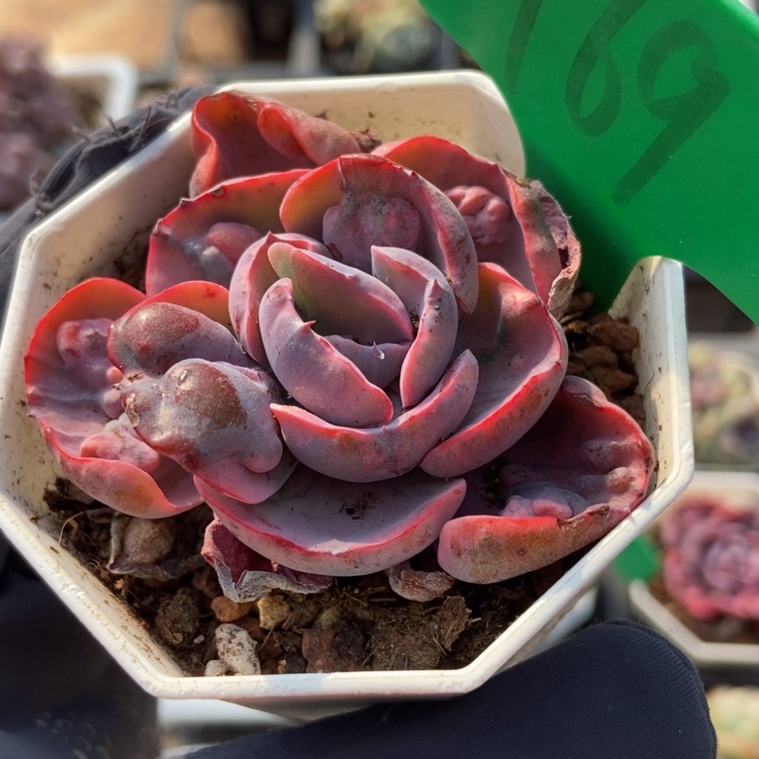 969雨滴锦多肉植物保护