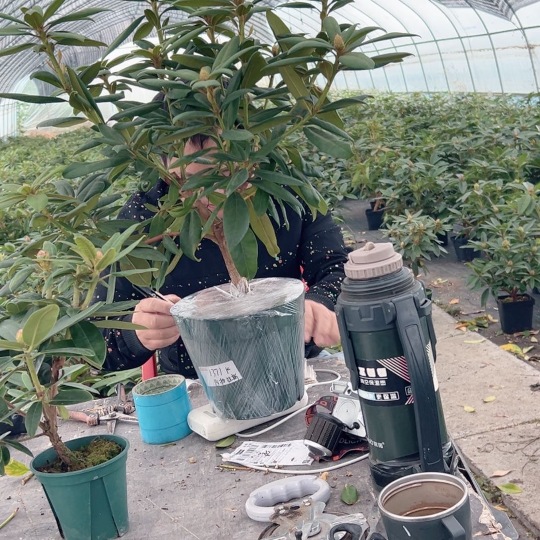 当前无花朵，栽培后可花朵阿特拉斯红两家仑