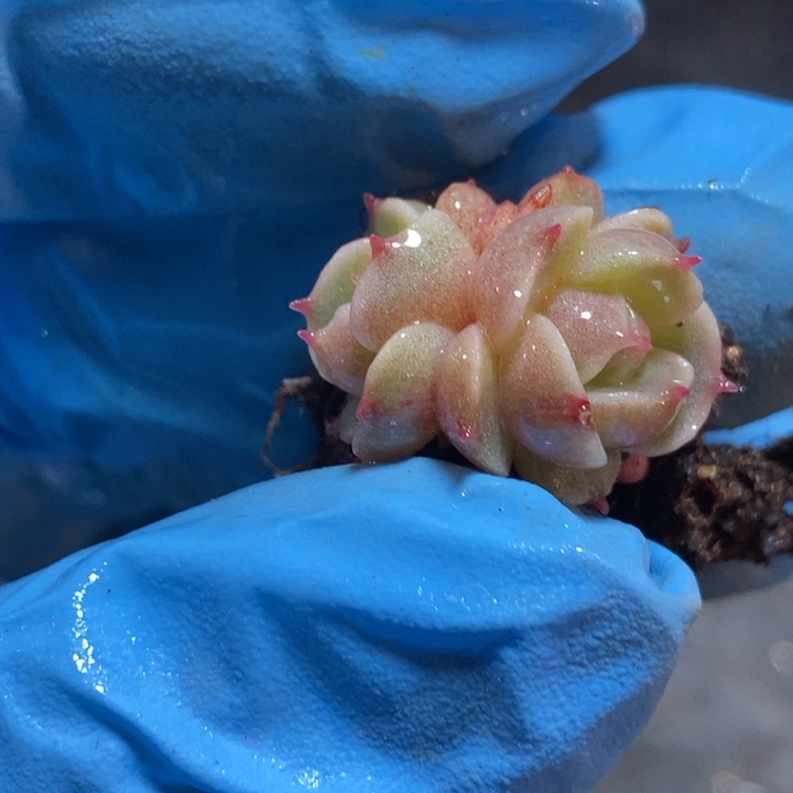 雪域锦多肉植物多肉