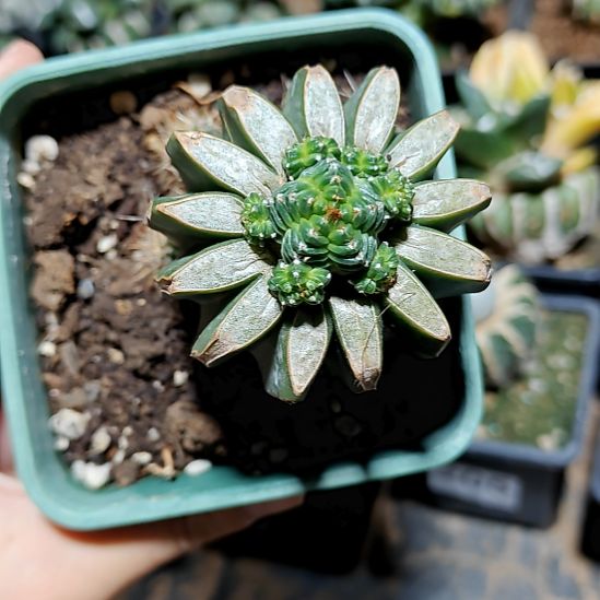 五星花龙苗接1331133