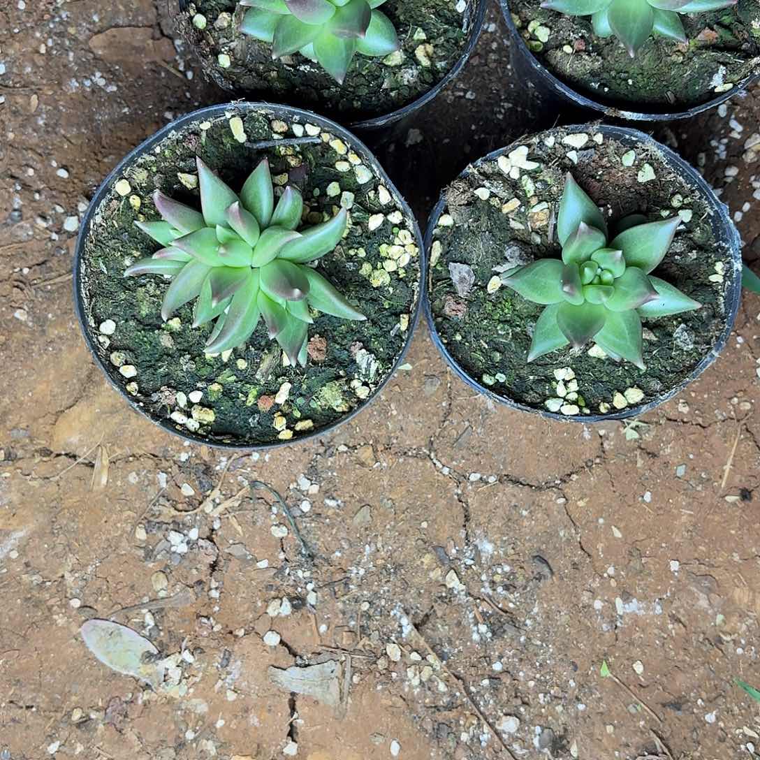 多肉植物布丁群的