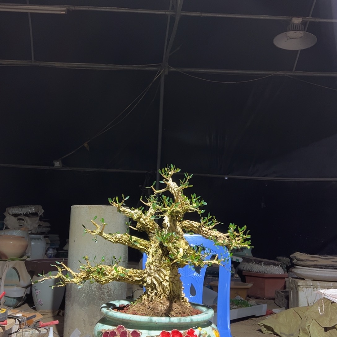 无花朵黄杨盆景园林植物