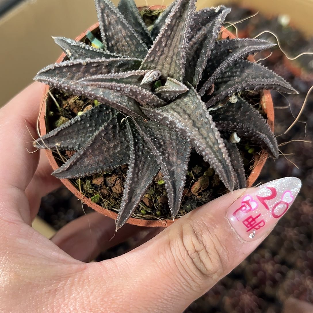 单头鬼瓦单头发货有根