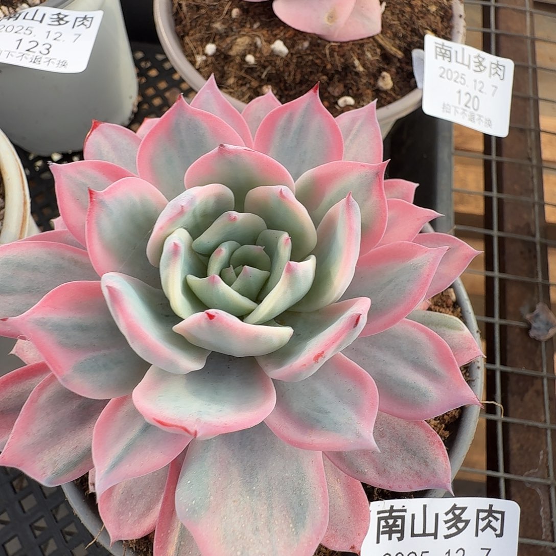 劳伦斯锦1111127-119