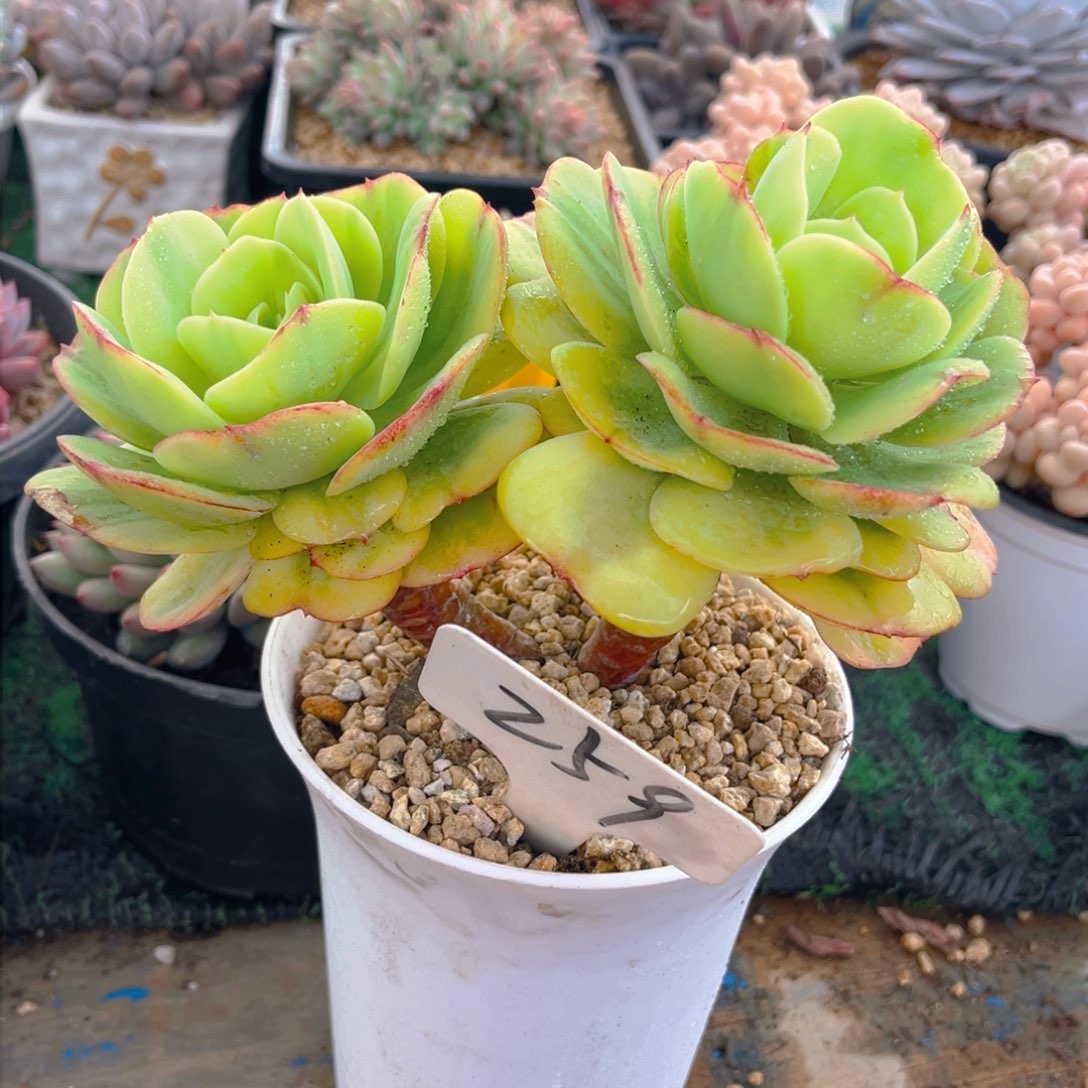 鸡蛋碧桃锦88888888888