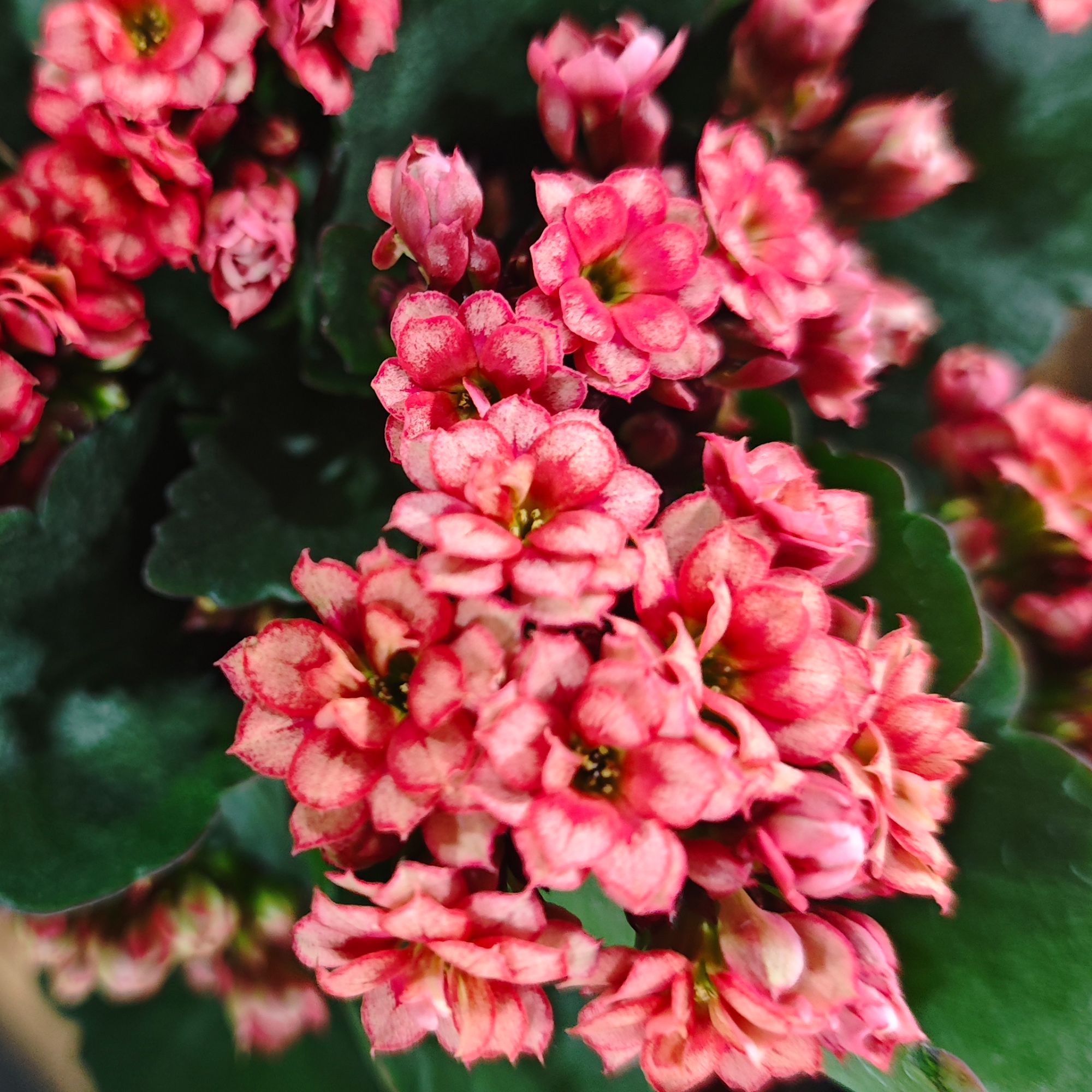 （110盆赤瑶）重瓣大花 一代种苗 懒人花卉基地直发