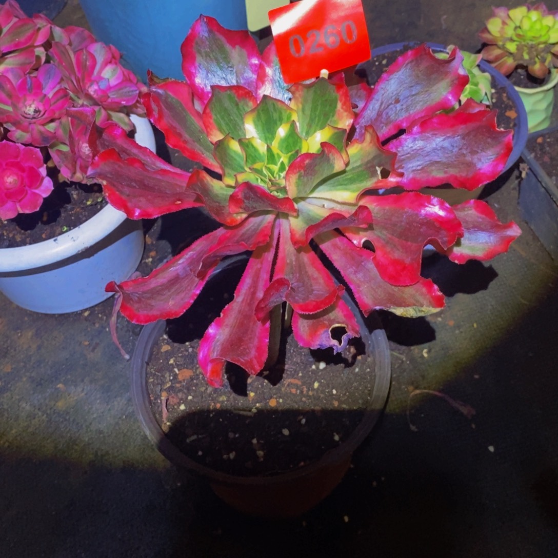 燕***花0260多肉植物魅影