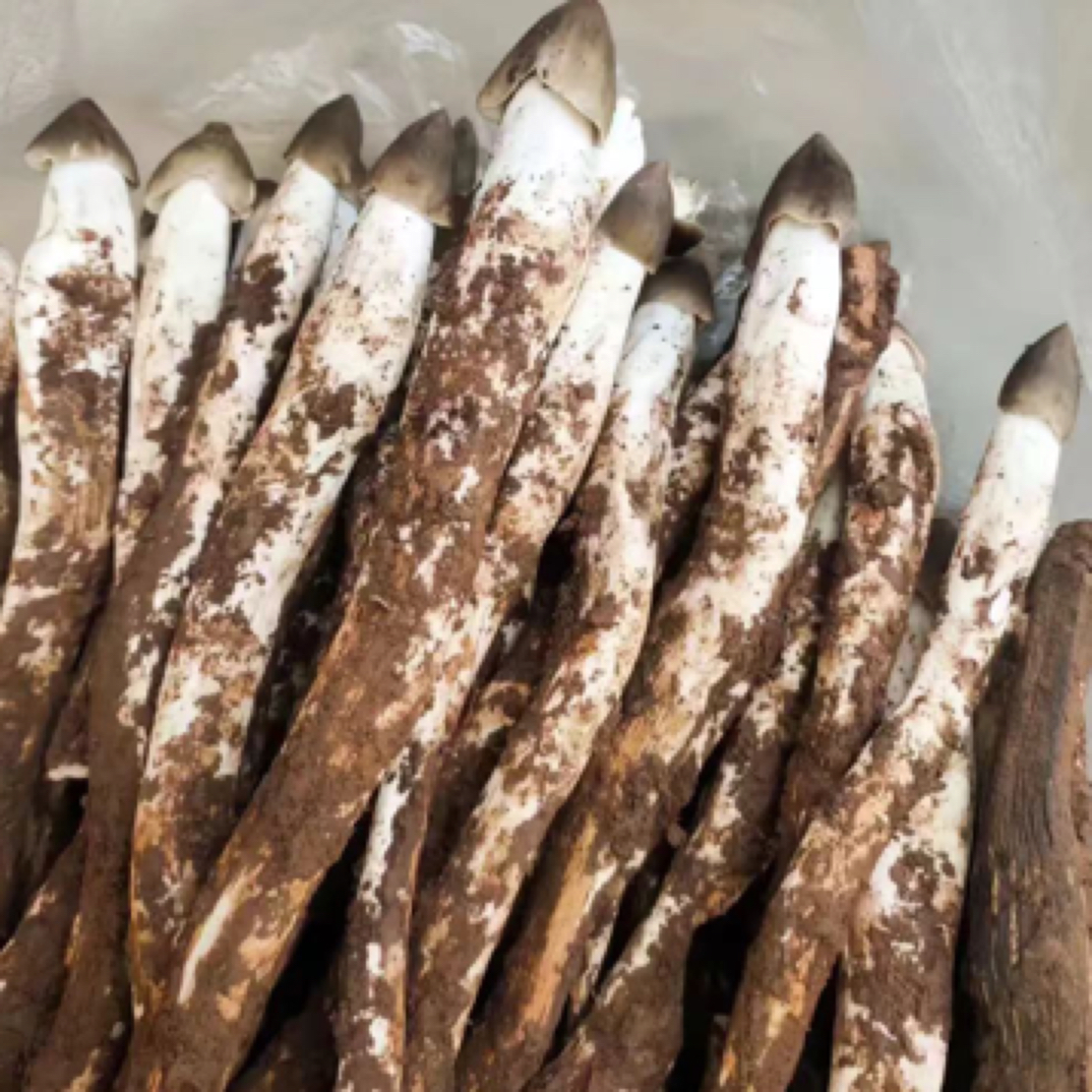 野生鸡枞菌鲜嫩可口营养丰富健康之选现采现发顺丰冷链发货