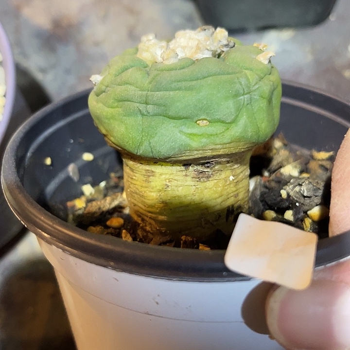 满38包邮2天凑单，脱土晾根发货多肉植物实生大宇