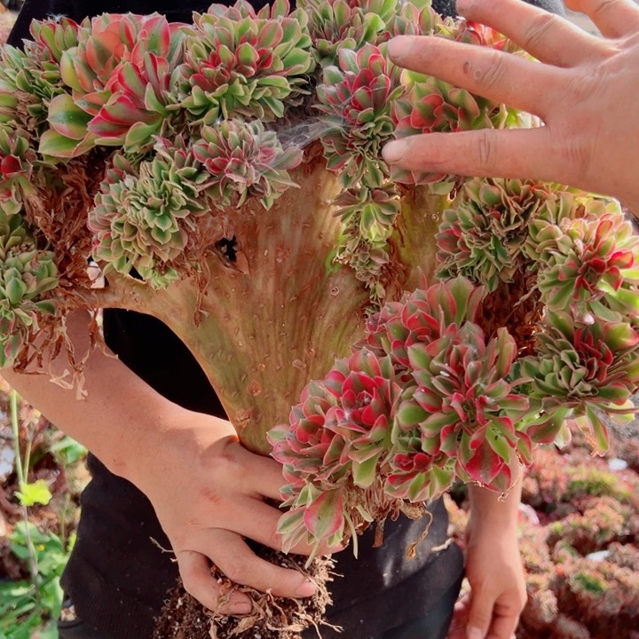 红袖醉话有瑕疵43号多肉法师