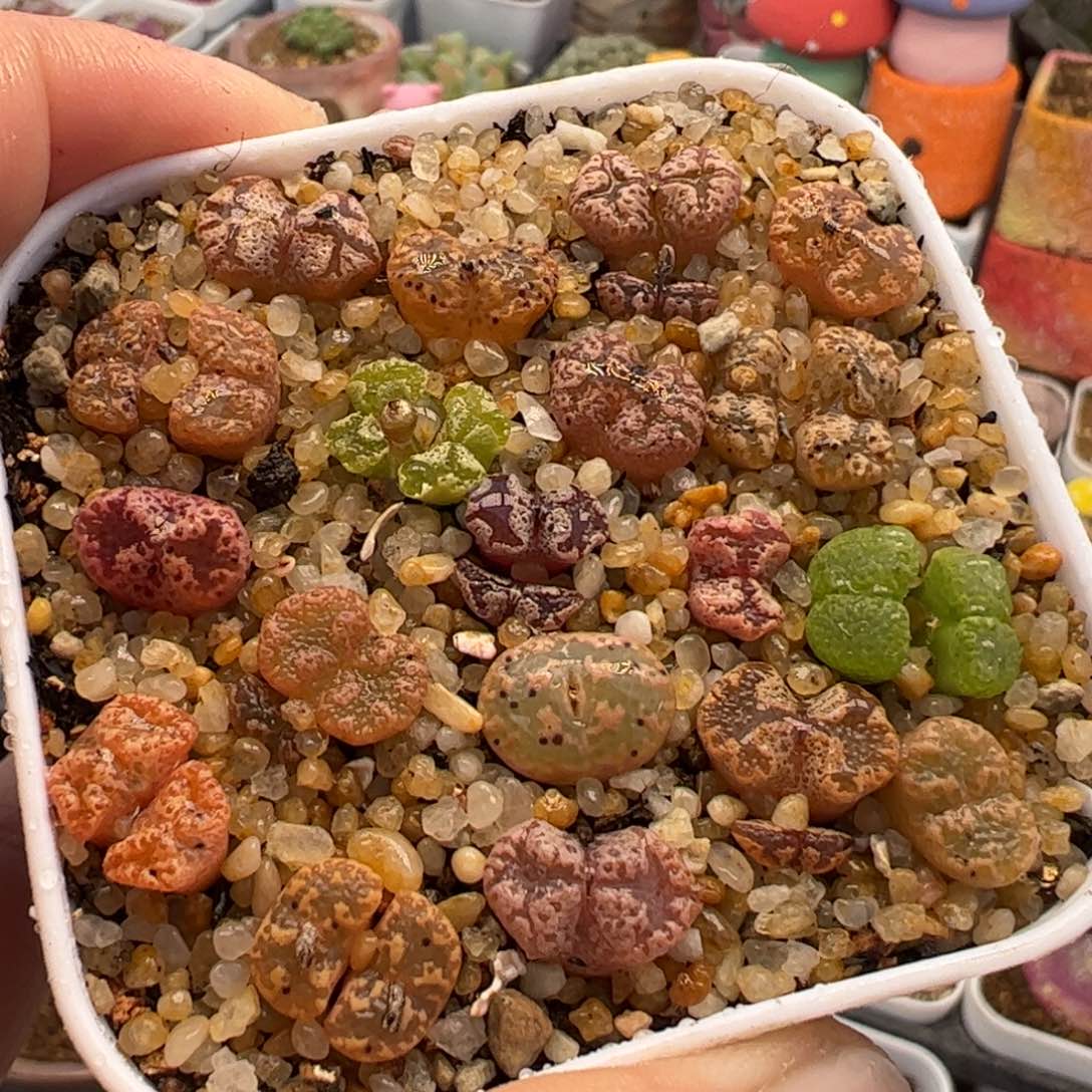 786多肉植物组合