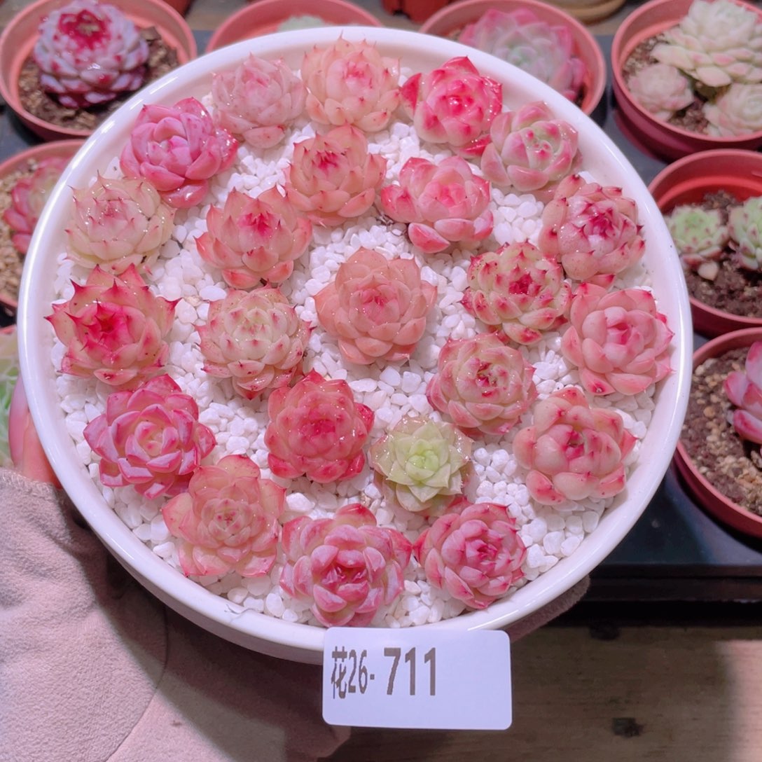 花利美28-711拼盘含盆土铺面镊子分开发