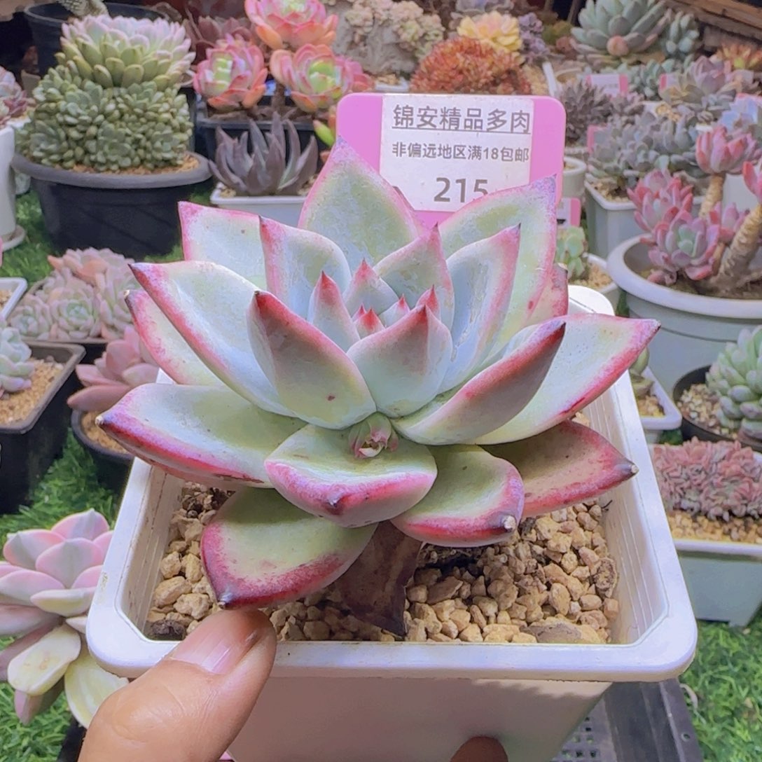 锦安精品多肉植物215