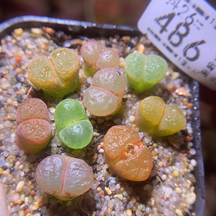 精品生石花26.486