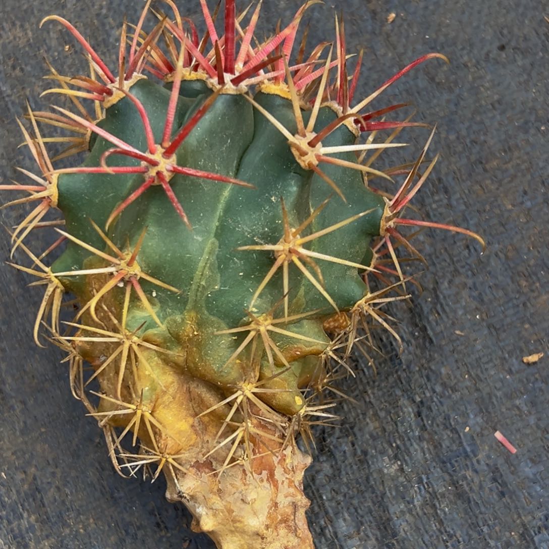 精品神仙玉处理价69